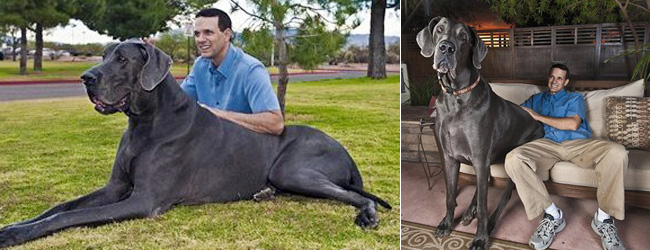 Chú chó George 4 tuổi, nặng 245 pounds và là chú chó khổng lồ có thật.